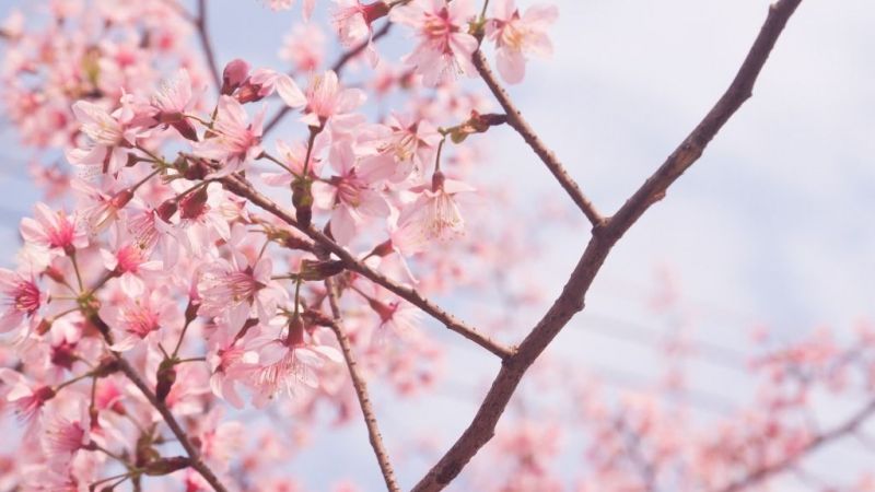 Japonların yaşam ve ölüm döngüsü "Sakura ağacı" İlkbahar ile 10 günlük hayat döngüsünü başlattı! 2