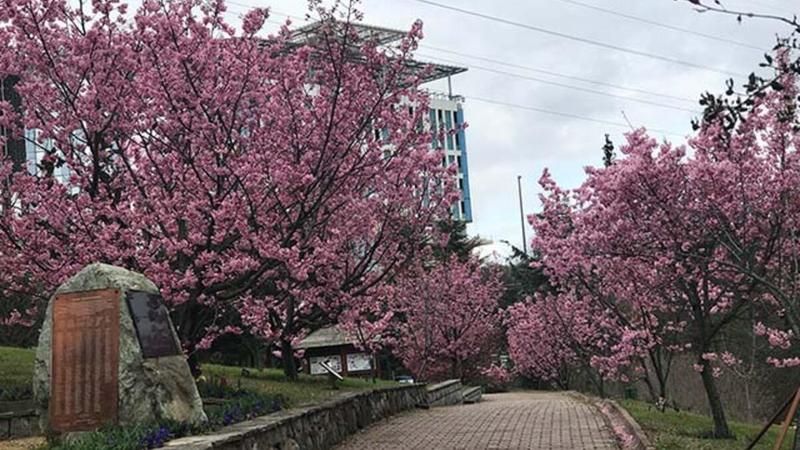Japonların yaşam ve ölüm döngüsü "Sakura ağacı" İlkbahar ile 10 günlük hayat döngüsünü başlattı! 1