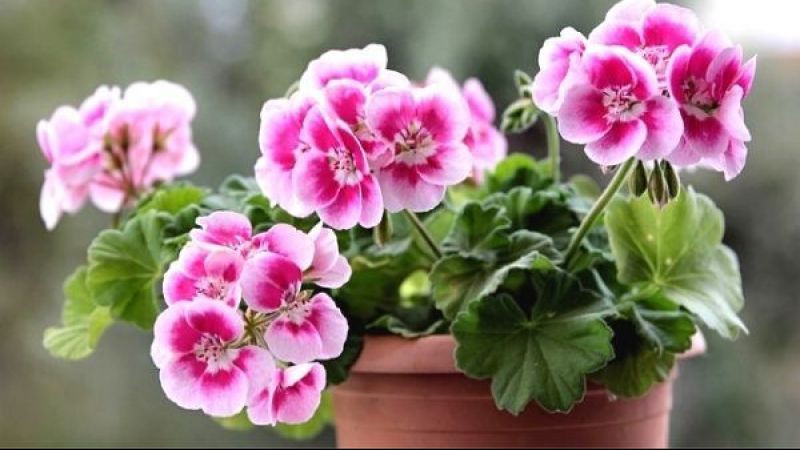 İlkbaharın havası balkonlara renk getirdi! Nisan ayının hoş kokulu favori bitkisi “Itırşahi” seçildi! 1