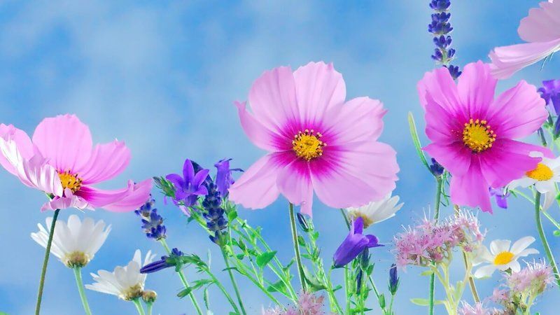 Hangi çiçeklerin ilkbahar mevsiminde ekilmesi gerekir? Birbirinden güzel ve rengârenk bitkiler: Balkonunuzu, bahçenizi güzelleştirin! 3