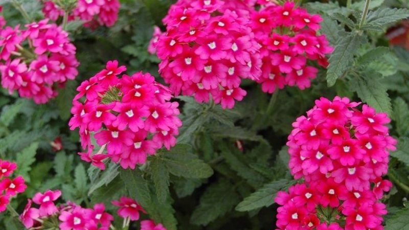 Hangi çiçeklerin ilkbahar mevsiminde ekilmesi gerekir? Birbirinden güzel ve rengârenk bitkiler: Balkonunuzu, bahçenizi güzelleştirin! 1