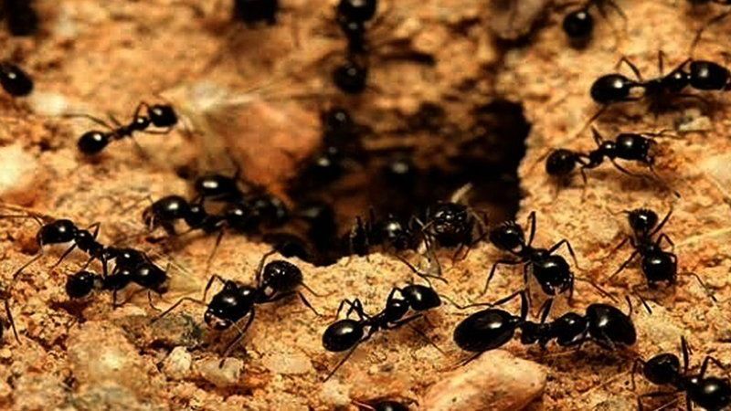Evde, Bahçede Bulunan Karınca İstilasından Kurtulun! Uzmanlardan Tavsiyeler! 3