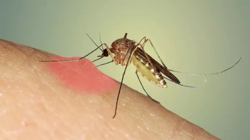 Sivrisinekler O Kokudan Kaçıyor! Lavanta Mumu Yakarak Sivrisinekleri Evinizden Uzaklaştırın! 2