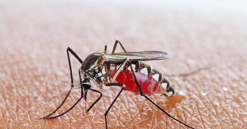Sıtma Vakalarında Artış! Güney Afrika’da Sıtma İçin Alarm Verildi! 2