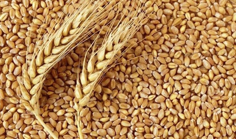 22 Mayıs 2023 Gaziantep Ticaret Odası günlük bülten yayını! Buğday fiyatları güncellendi: En az 9,020 TL! 2