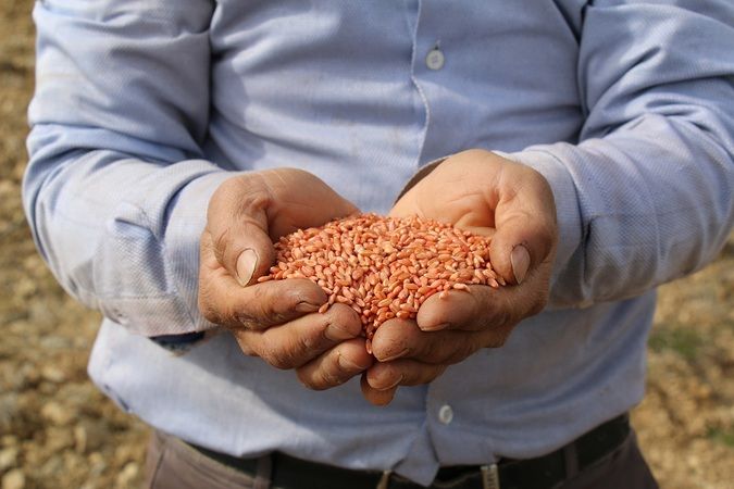 Antalya Büyükşehir Belediyesi, çiftçileri sevindirecek desteği açıkladı: Tohumluk buğday desteği ve farklı destekler verilecek… 1
