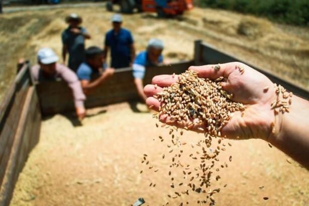 Antalya Büyükşehir Belediyesi, çiftçileri sevindirecek desteği açıkladı: Tohumluk buğday desteği ve farklı destekler verilecek… 3
