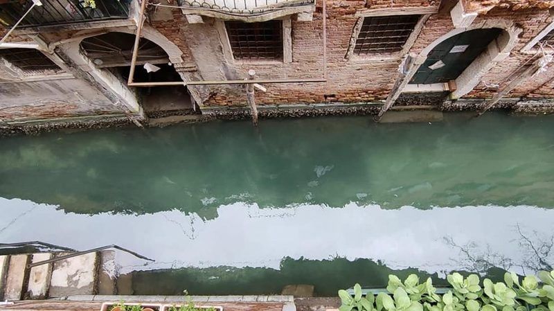 Çevreci aktivistlerin işi mi? Venedik Kanalı yemyeşil oldu! 2
