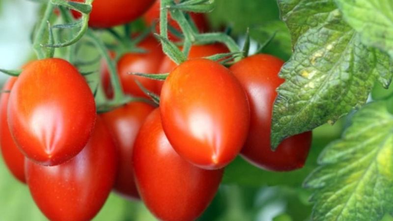 Vitamin deposu domates, kalp sağlığına iyi geliyor, kanserden koruyor! 2