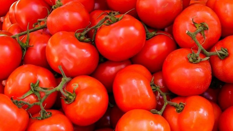 Vitamin deposu domates, kalp sağlığına iyi geliyor, kanserden koruyor! 1