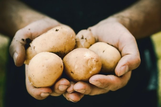 Patates böyle görünüyorsa sakın yemeyin: Ölüme kadar götürebiliyor 7