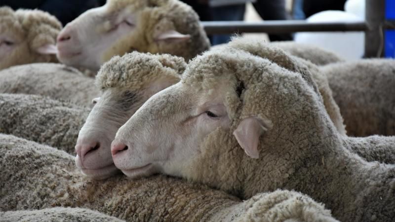 GAZİANTEP KURBAN FİYATLARI! Gaziantep Kırmızı Et Üreticileri Birliği duyurdu 2023 kurbanlık fiyatları resmen belli oldu! Tosun, düve, inek, koyun... 2