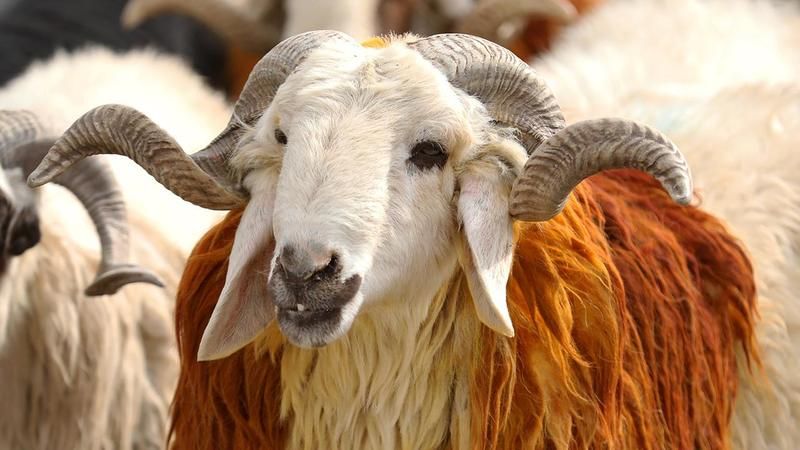 GAZİANTEP KURBAN FİYATLARI! Gaziantep Kırmızı Et Üreticileri Birliği duyurdu 2023 kurbanlık fiyatları resmen belli oldu! Tosun, düve, inek, koyun... 1