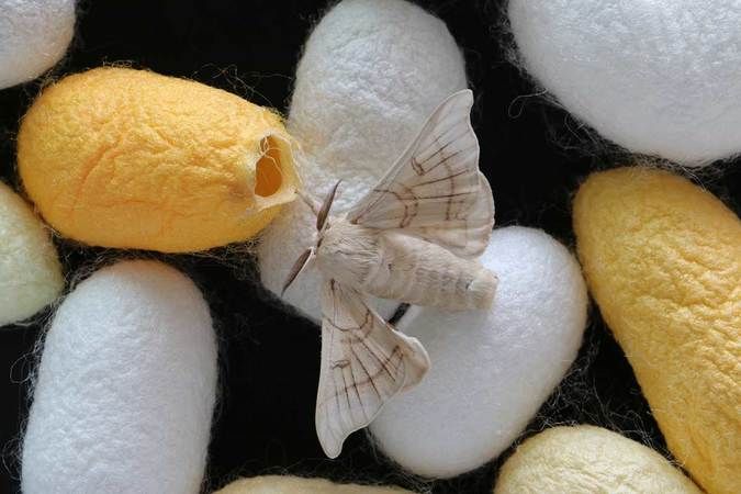 İpek böceği yetiştiriciliği nedir, nasıl yapılır? İpek böceği yetiştiriciliğinde devlet desteği var mı? 1
