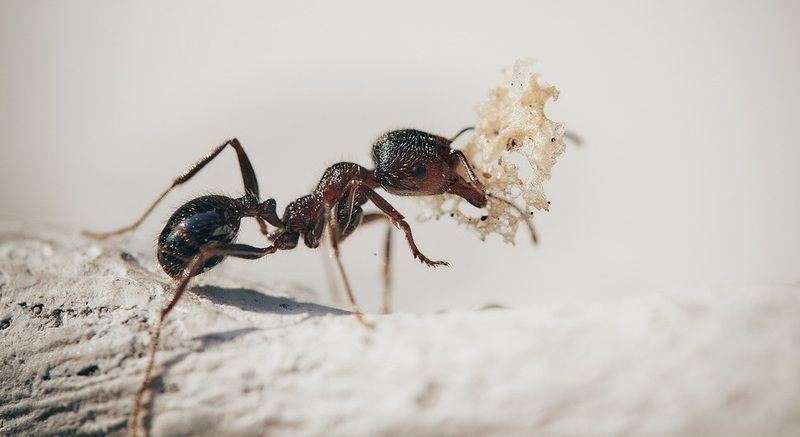 Karıncaları, böcekleri ve hamamböceklerini evden uzak tutan en etkili yol 5