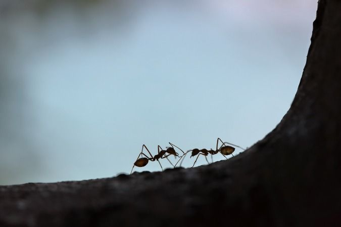 Karıncaları, böcekleri ve hamamböceklerini evden uzak tutan en etkili yol 1