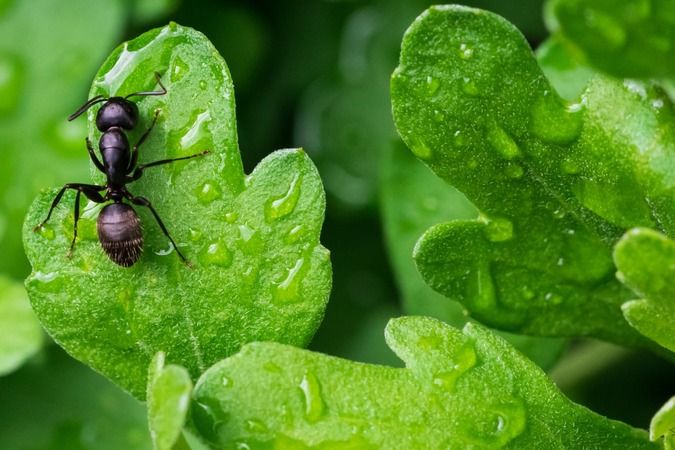 Karıncaları, böcekleri ve hamamböceklerini evden uzak tutan en etkili yol 4