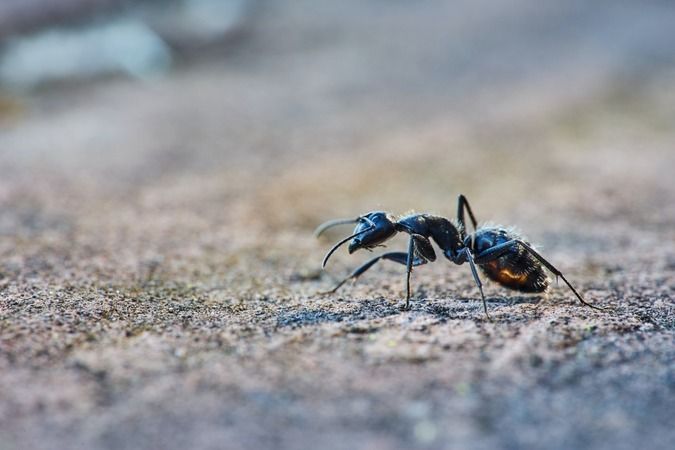 Karıncaları, böcekleri ve hamamböceklerini evden uzak tutan en etkili yol 3