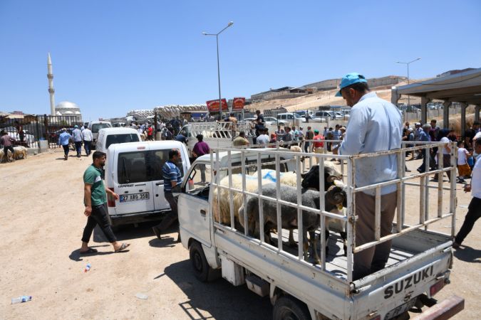 Gaziantep'te hayvan pazarında arife günü yoğunluğu yaşanıyor... Gaziantep'te Vatandaşlar Kurban Fiyatları'ndan yakınıyor 2