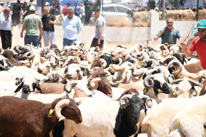 Gaziantep'te hayvan pazarında arife günü yoğunluğu yaşanıyor... Gaziantep'te Vatandaşlar Kurban Fiyatları'ndan yakınıyor 3