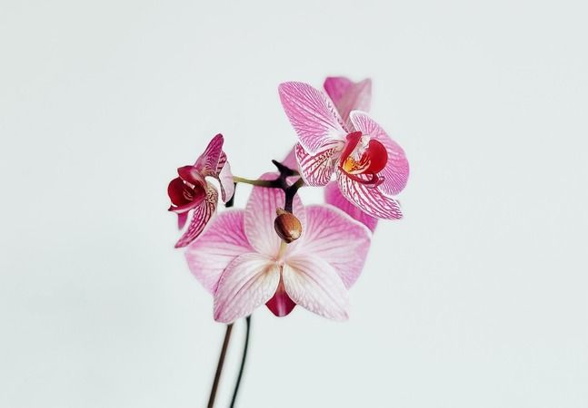 Bu teknikle orkideleriniz coşacak ve yılın tam 12 ayı çiçek açacak… 4