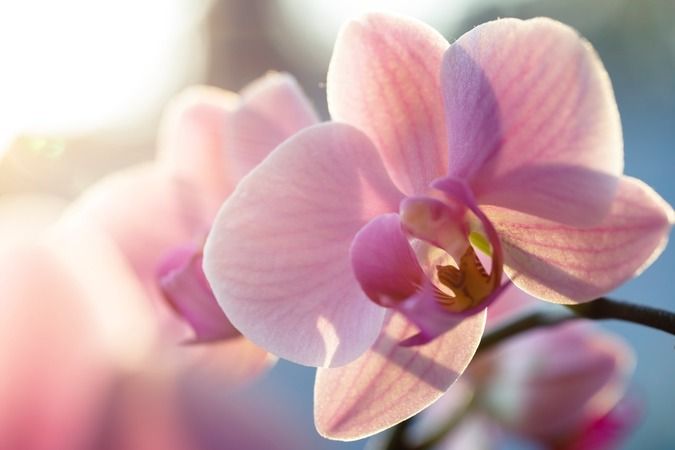 Bu teknikle orkideleriniz coşacak ve yılın tam 12 ayı çiçek açacak… 3