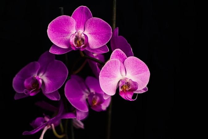 Bu teknikle orkideleriniz coşacak ve yılın tam 12 ayı çiçek açacak… 2