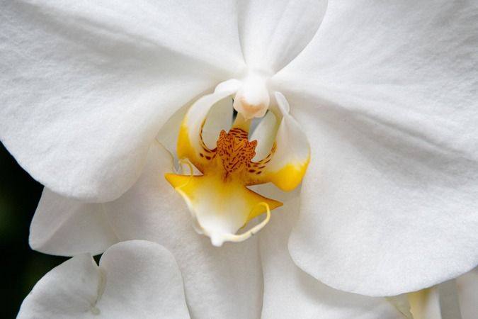 Bu teknikle orkideleriniz coşacak ve yılın tam 12 ayı çiçek açacak… 1