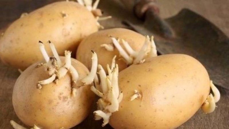 Patates zehirlenmeleri arttı! Yeşillenen patates sadece bu yöntemle aylarca bozulmadan saklanabiliyor! 2