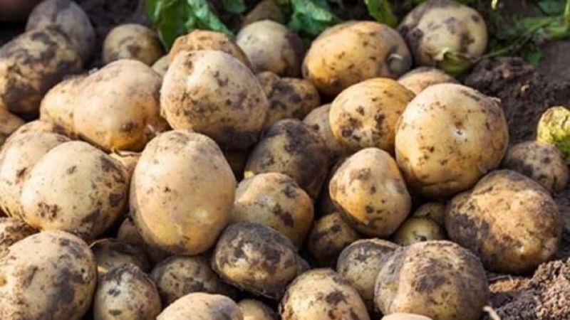 Patates zehirlenmeleri arttı! Yeşillenen patates sadece bu yöntemle aylarca bozulmadan saklanabiliyor! 1