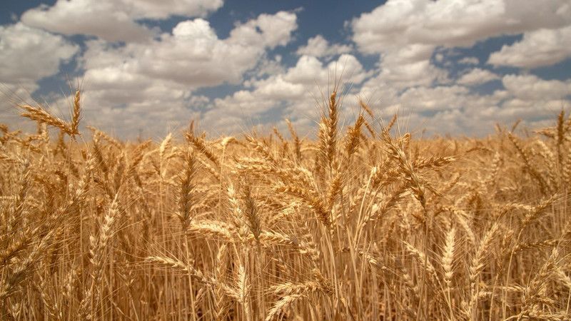 18 Temmuz 2023 Gaziantep Ticaret Odası günlük fiyat listesi: Buğday 8 TL, mısır 5 TL! 2