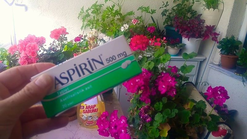 Çiçeğinize aspirin verirken bilmeniz gereken uyarı! Meğer aspirin çiçeğe böyle verilmeliymiş 3