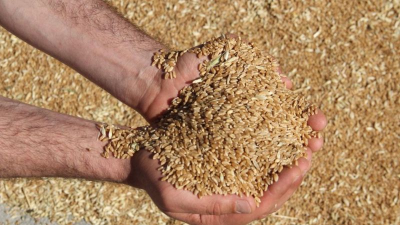 Büyük patlama sonrası buğday fiyatlarında şok! Buğday fiyatları artacak mı? Kritik açıklama geldi… 2