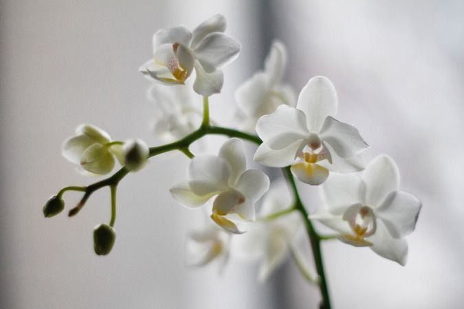 'Orkide çiçek açmıyor' diyorsanız işte coşmasını sağlayacak yöntem 4