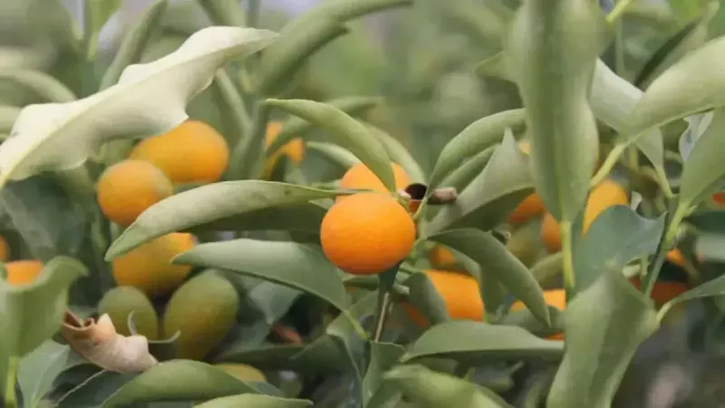 Asya’nın Altın Portakal’ı “Kamkat meyvesi”: C vitamini deposu çıktı! Damarlarda dolaşan zehri söküp atıyor! 1