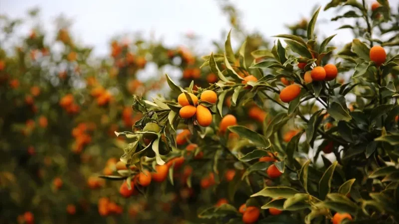 Asya’nın Altın Portakal’ı “Kamkat meyvesi”: C vitamini deposu çıktı! Damarlarda dolaşan zehri söküp atıyor! 3