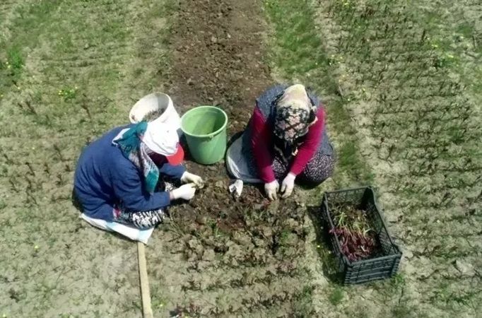 Fındığı bırakıp bunu ekiyorlar, tohumunu bulanlar zengin oluyor 1