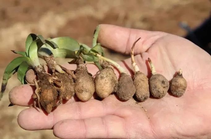 Fındığı bırakıp bunu ekiyorlar, tohumunu bulanlar zengin oluyor 3