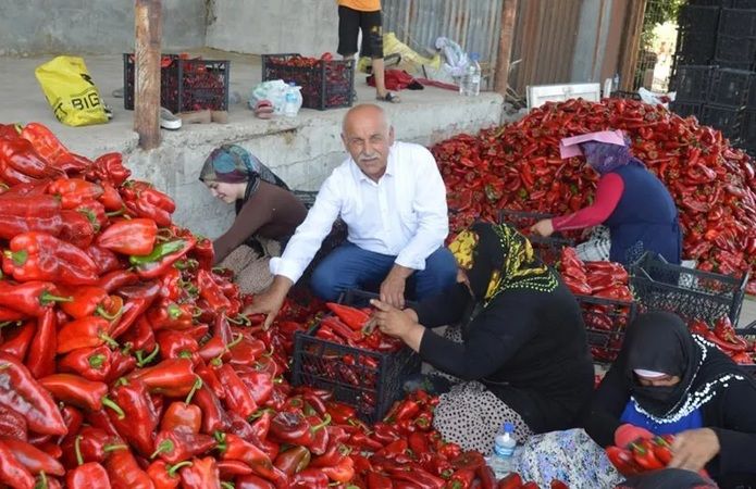 Yüzde 70 salça değeri bulunuyor! Hasadı başlayan kapya biberin fiyatı belli oldu 2