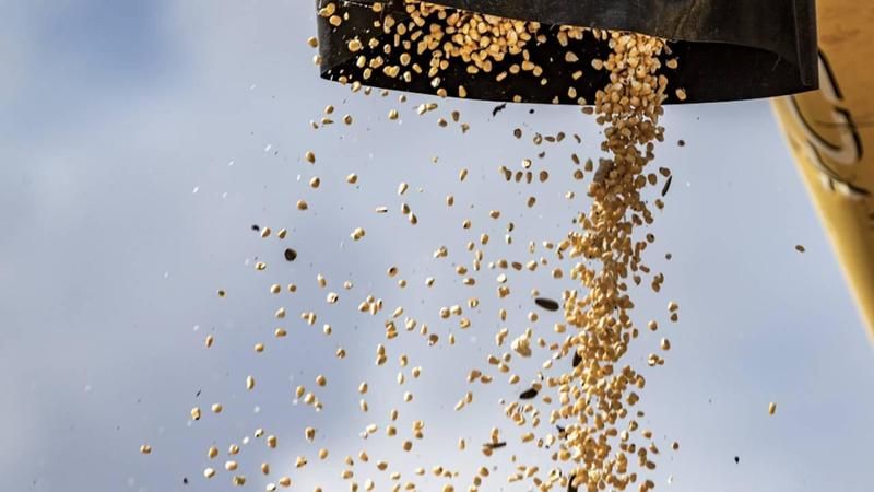 TMO’dan beklenen açıklama geldi: Mısır için ton alım fiyatını belirledi, rakamı duyurdu! İşte 2023 mısır alım fiyatı 2