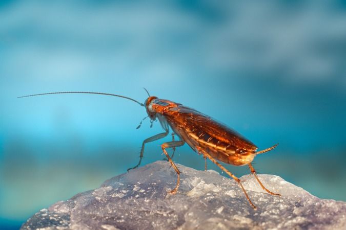 Hamam böceklerini evinizden uzak tutmanın kolay yolları: İşte kesin olan etkili çözümler 2