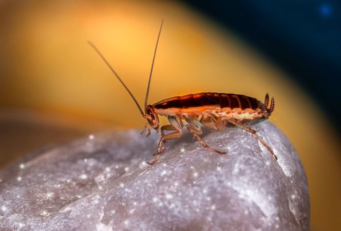 Hamam böceklerini evinizden uzak tutmanın kolay yolları: İşte kesin olan etkili çözümler 1