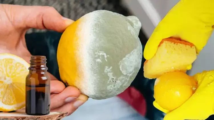 Limonun küflenmesini çok basit 2 yöntemle önleyebilirsiniz: Kolaylığına çok şaşıracaksınız! 2