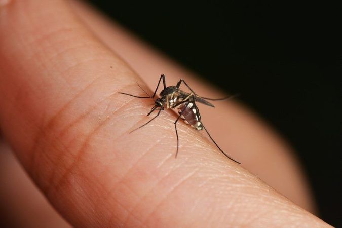 Sivrisinekler o kan gruplarına daha çok ilgi duyuyor! Meğer ısıracakları kişiyi seçerken… 2