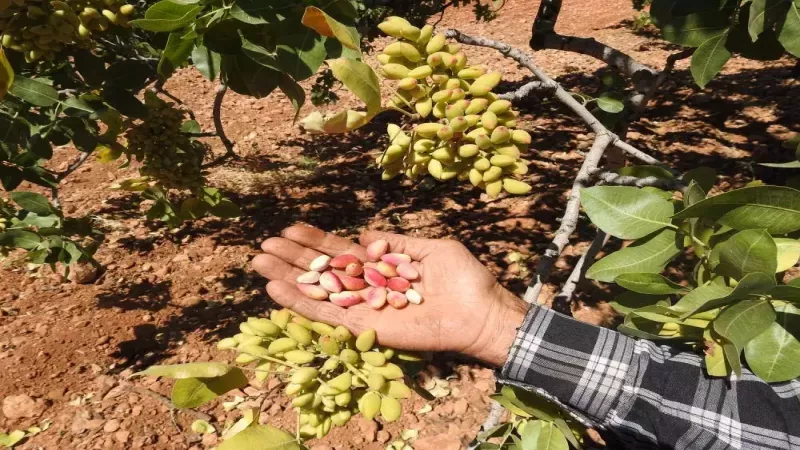 Gaziantep’te Antep fıstığı hasadı başladı, fiyatlar cep yaktı! Hesaplar şaşsada Gaziantepli vatandaş şaşmadı “1.000 TL’de olsa alırız!” 3