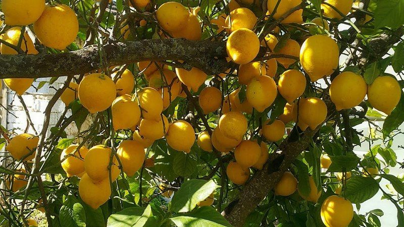 Evdeki limon ağacınız meyve vermiyorsa bu doğal yöntemleri deneyebilirsiniz 1