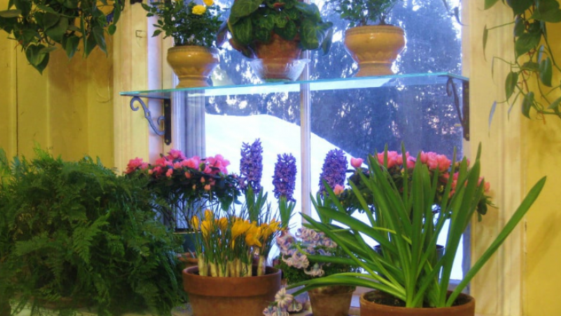 Bitki ve çiçekleriniz hemen soluyorsa kulak verin: Bu püf noktalar evde bitki ve çiçek yetiştirmenin altın sırları! Sadece düzenli uygulayın! 1
