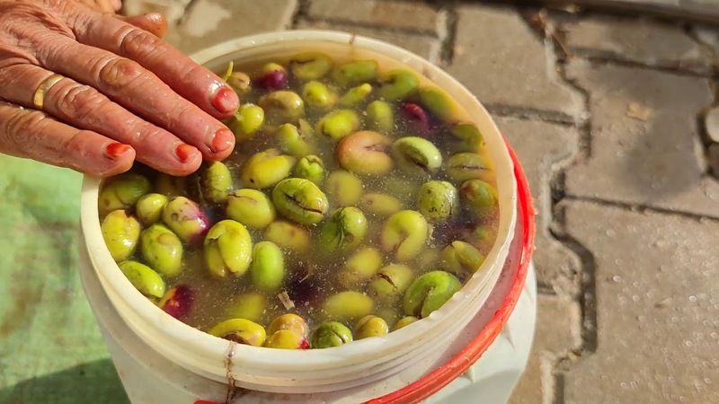 1 Yıl Geçse Bile Bozulmuyor! Evde Yeşil Kırma Zeytin Nasıl Kurulur? İşte Püf Noktaları.. 2