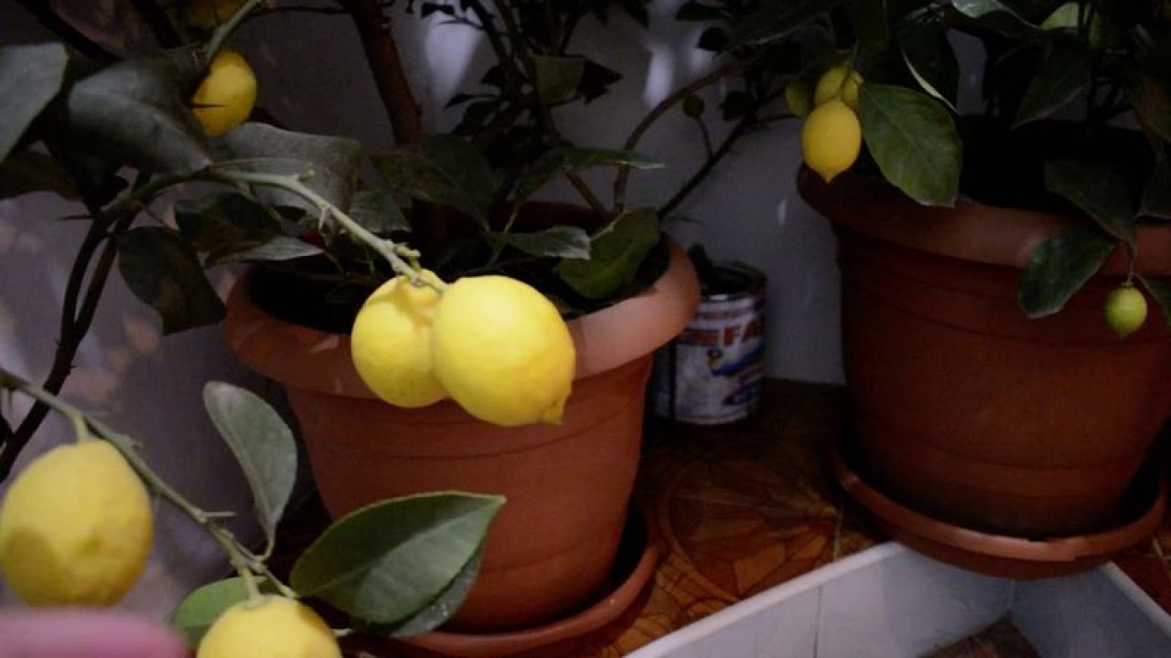 Evdeki limon ağacınız meyve vermiyorsa bu doğal yöntemleri deneyebilirsiniz