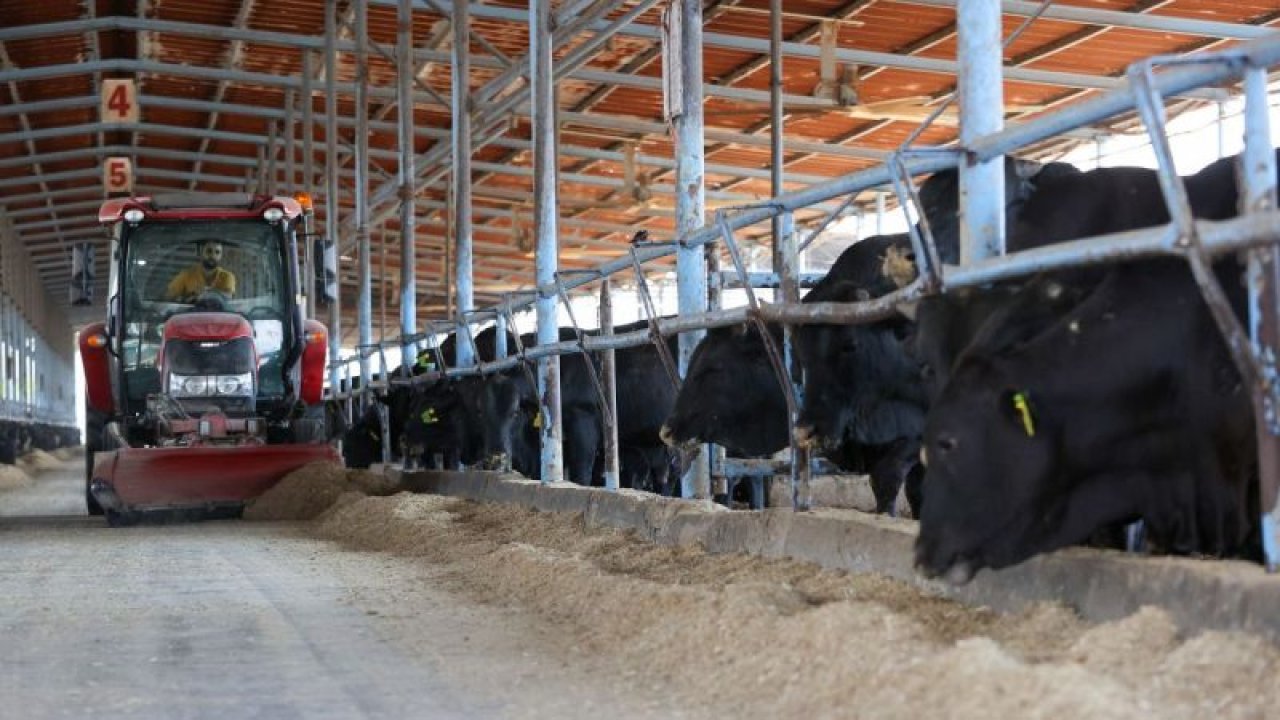 Gaziantep'te 73 bin hayvan kapasiteli besi çiftliğinde hem et hem enerji üretiliyor
